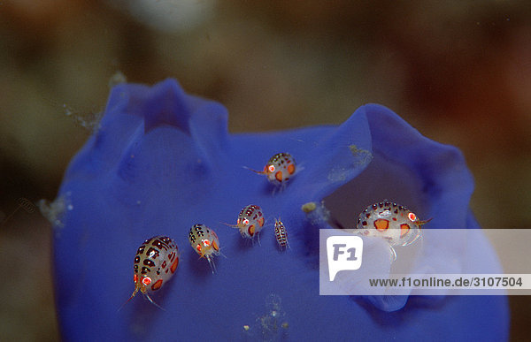 Amphipods on blue sea squirt Komodo National Park Indonesia Indian Ocean close-up