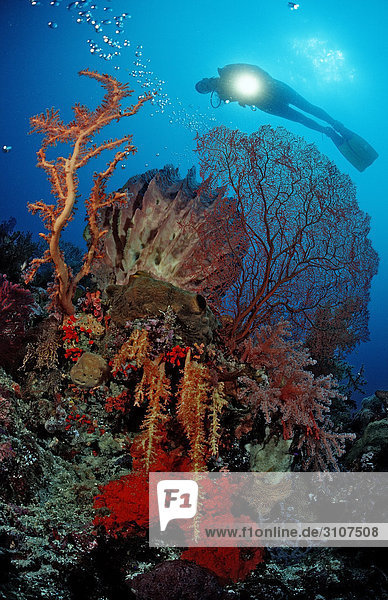 Scuba diver over coral reef  Sulawesi  Indonesia  Banda Sea  underwater shot