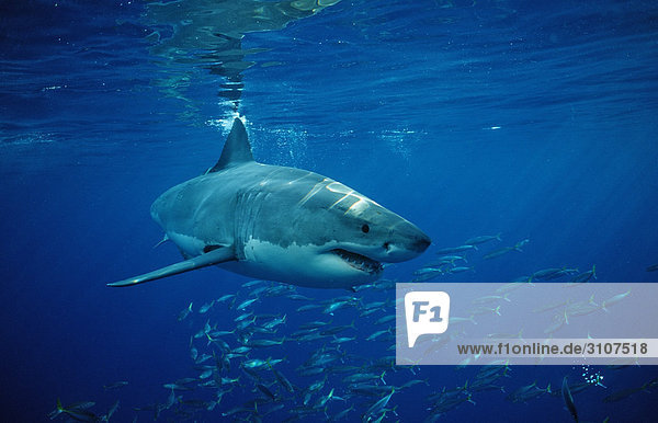 Weißer Hai (Carcharodon carcharias) und Fischschwarm  Isla Guadalupe  Mexiko Fischschwarm