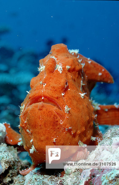Giant frogfish (Antennarius commersonii) Ari Atoll Maldives Indian Ocean close-up