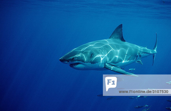 Weißer Hai (Carcharodon carcharias)  Dangerous Reef  Neptune Island  Australien  Seitenansicht