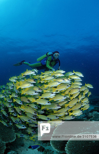 School of fivelined snappers (Lutjanus quinquelineatus) and scuba divers  Ari Atoll  Maldives  Indian Ocean