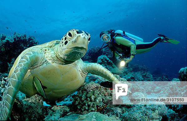 Green Turtle (Chelonia mydas) and scuba diver  Sipadan  Malaysia