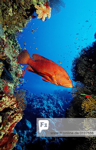Miniatus Grouper (Cephalopholis miniata) in coral reef Brother Islands Egypt Red Sea side view
