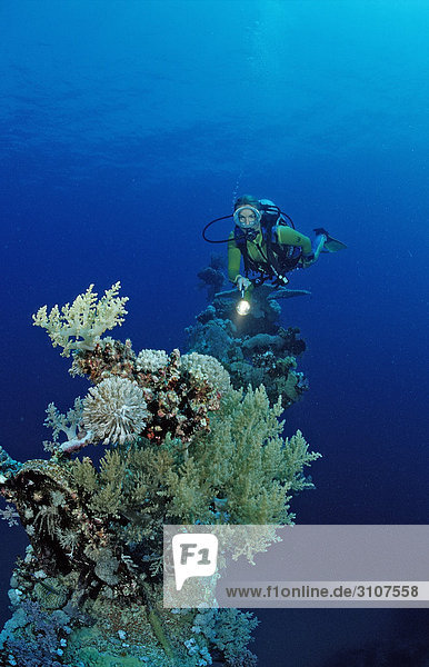 Scuba diver explores unknown ship wreck  Zabargad  Egypt  Red Sea