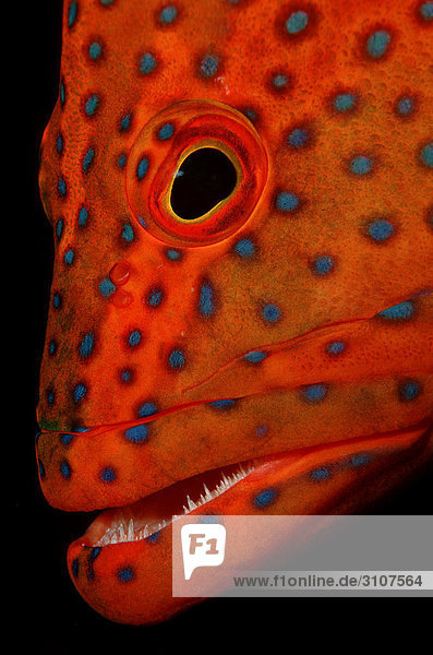 Coral grouper (Cephalopholis miniata) Ari Atoll Maldives Indian Ocean detail shot
