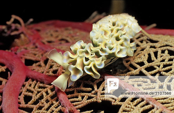 Lettuce Sea Slug (Tridachia crispata) on coral  Guadeloupe  French Antilles  close-up