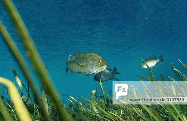 Largemouth basses (Micropterus salmoides) Rainbow River Florida USA underwater shot
