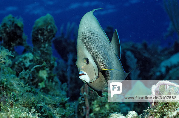 Gray Angelfish (Pomacanthus arcuatus) on coral reef British Virgin Islands Caribbean Sea