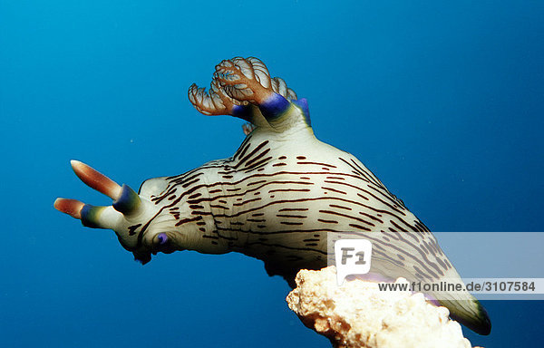 Sea slug (Nembrotha lineolata) on coral Panglao Island Mindanao Sea Philippines close-up
