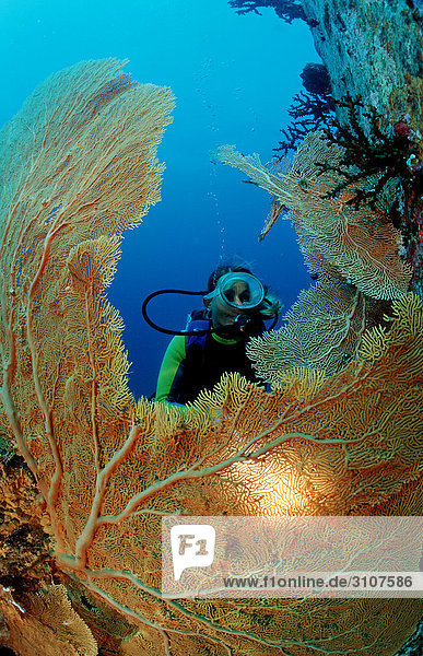 Scuba diver behind fan coral  Similan Islands  Andaman Sea  Thailand  underwater shot