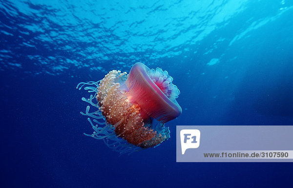 Crown jellyfish (Netrostoma setouchina)  Sinai  Ras Mohammed  Red Sea