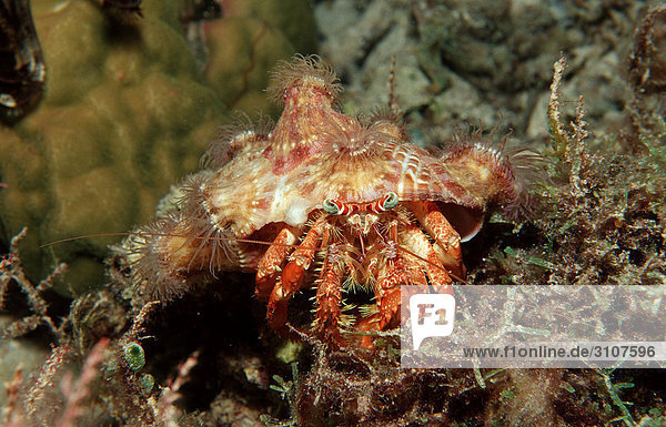 Parasit anemone hermit crab (Dardanus pedunculatus)  Panglao Island  Philippines  Bohol Sea  underwater shot