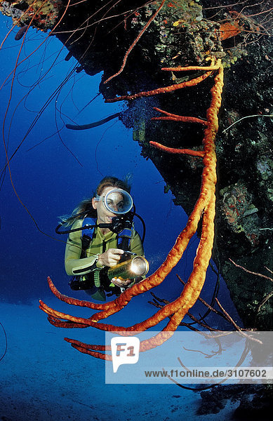 Scuba diver on the Hilma Hooker Ship Wreck  Bonaire  Netherlands Antilles  Caribbean Sea