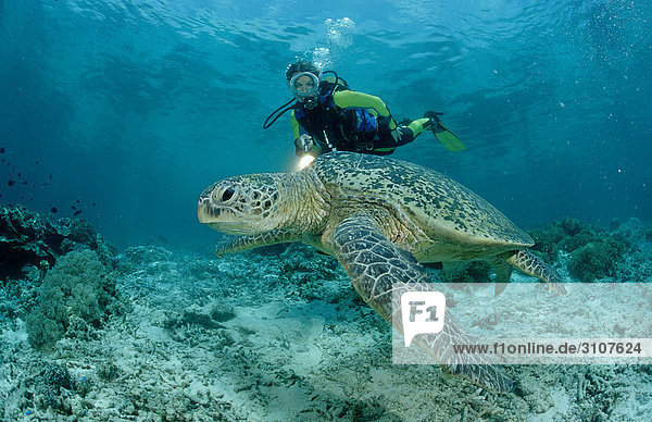 Green Turtle (Chelonia mydas) and scuba diver Sipadan Malaysia
