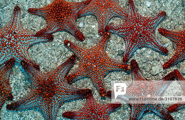 Group of Red Starfishes (Asteroidea) on seabed Sea of Cortez Mexico view upon