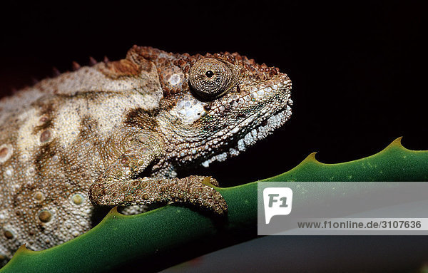 Eastern Dwarf Chameleon (Bradypodion ventrale) sitting on succulent plant  Tsitsikamma National Park  Republic of South Africa  side view