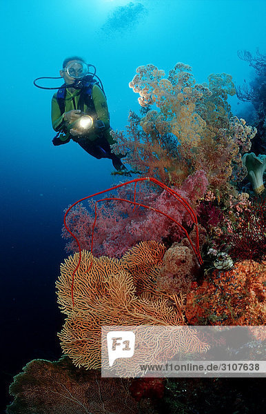 Taucher in Korallenriff  Sulawesi  Indonesien  Bandasee  Unterwasseraufnahme