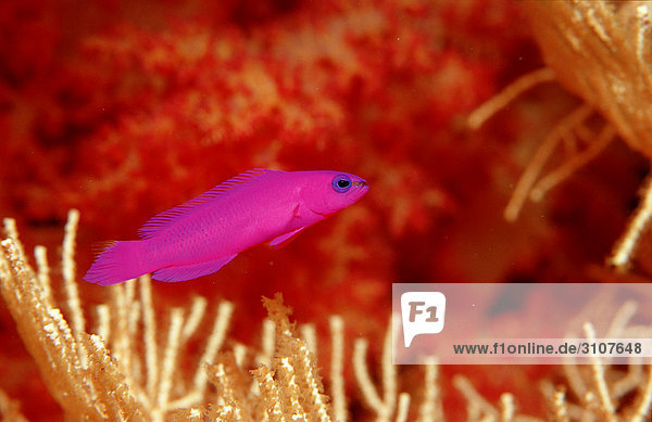 Fridman-Zwergbarsch (Pseudochromis fridmani)  Sinai  Ägypten  Rotes Meer  Seitenansicht