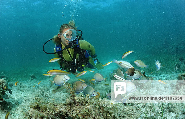 Surgeonfishes (Ancanthurus chirurgus) and scuba diver  Punta Cana  Dominican Republic  Caribbean Sea  underwater shot