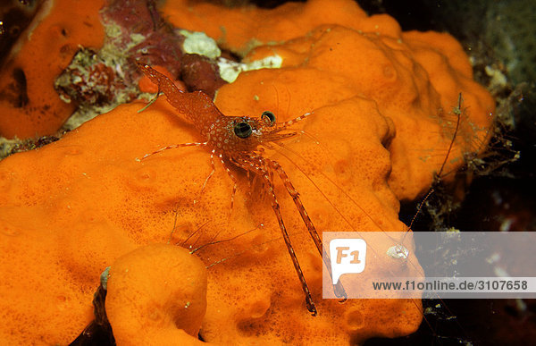 Hendersons Hinge-beak Shrimp (Cinetorhynchus hendersoni) Panglao Island Philippines Bohol Sea close-up