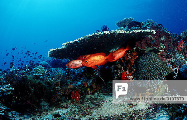 Großaugenbarsche (Priacanthus hamrur) unter Steinkoralle  Komodo-Nationalpark  Indonesien  Indischer Ozean  Unterwasseraufnahme