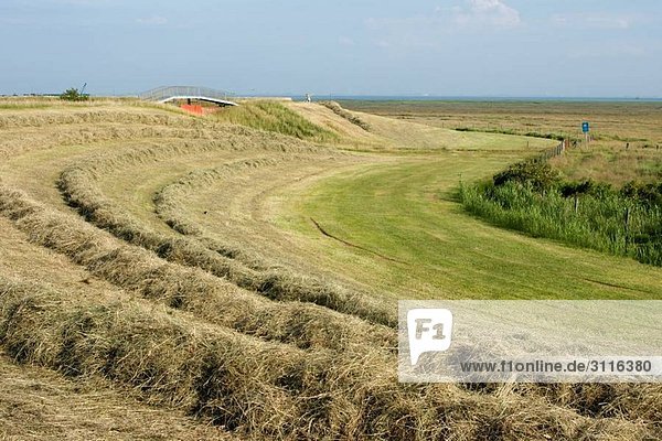Hay harvest on a dyke on island Spiekeroog East Frisia North Sea Germany