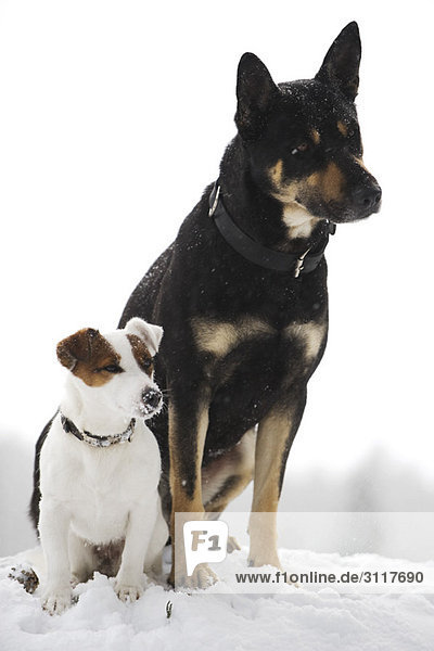 Hunde sitzen Seite an Seite im Schnee