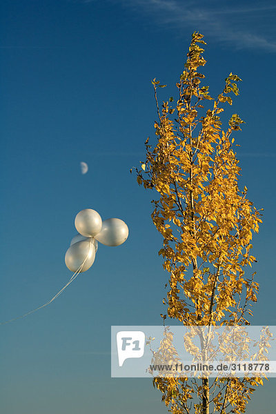 Weiße Luftballons gegen den blauen Himmel  die von einem Baum mit herbstlichen Farben getragen werden.