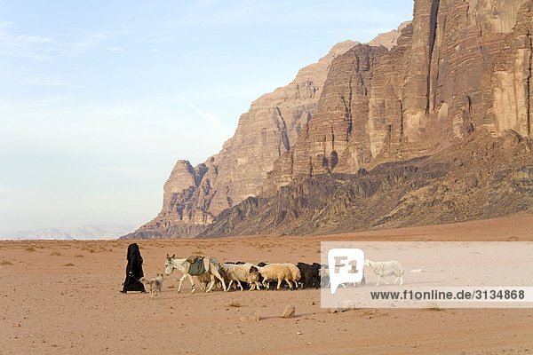Bedouine mit Schafherde  Wadi Rum  Jordanien