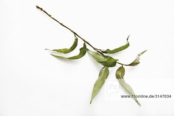 Praew Blätter (vietnamesischer Koriander)