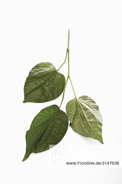 Cha plu leaves