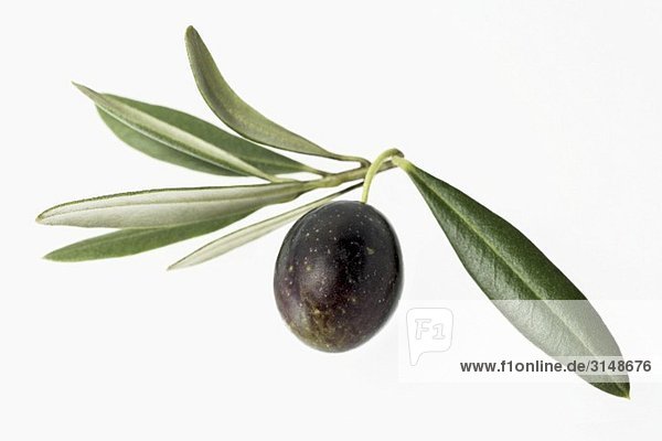 Olive mit Blättern