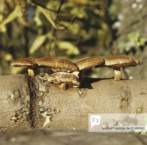 Shiitake-Pilze wachsen an einem Baumstamm