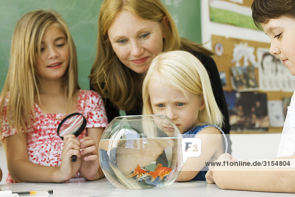 Grundschullehrer und Schüler versammelten sich um die Goldfischschale.