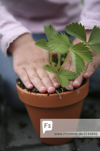 Close up of a little girl potting a strawberry plant
