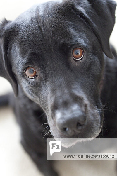 Close up of a black lab dog