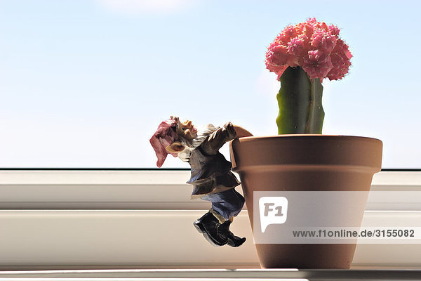 Garden gnome hanging from flower pot with pink cactus