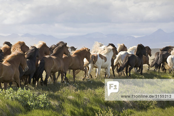 Herd of Galloping Horses  near Rykenholt  West Iceland