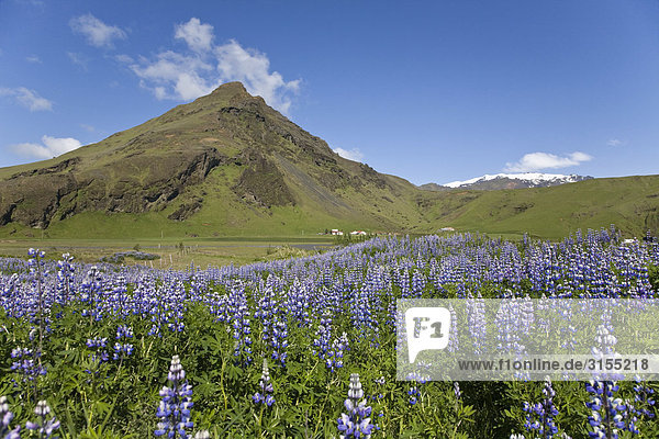 Lupins with Mountain and Glacier in background Skogar South Iceland