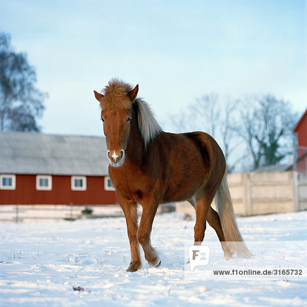 Ein Islandpferd im Schnee  Schweden.