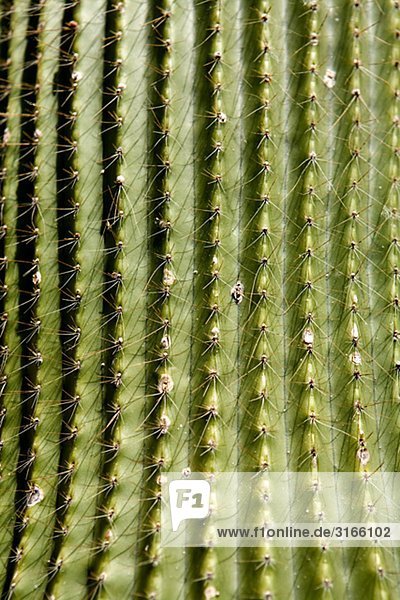 Ein Kaktus  Nahaufnahme.