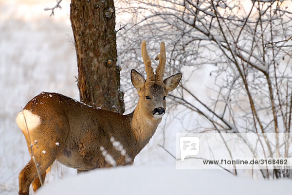 A roebuck in the snow  Sweden.