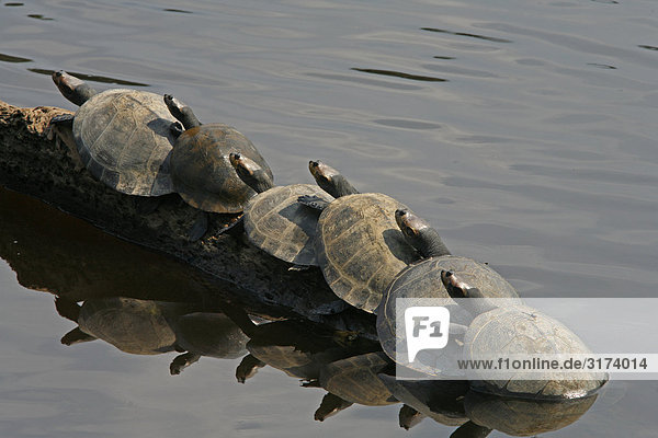 Schildkröten in Folge  Ecuador.