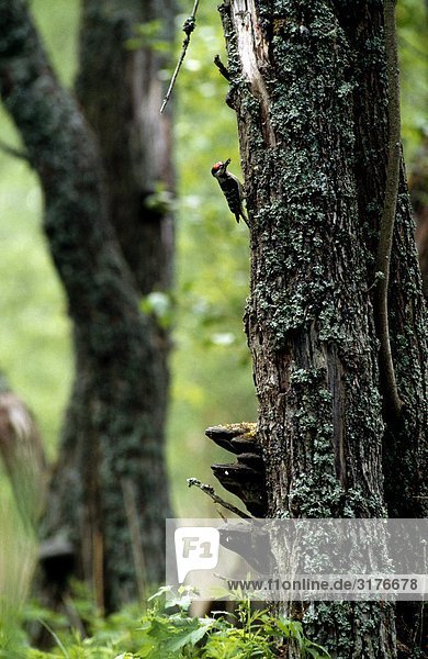Ein Lesser entdeckte Woodpecker  Finnland.