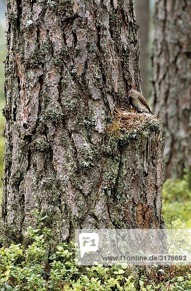 Ein Spotted Flycatcher in einem Baum  Finnland.