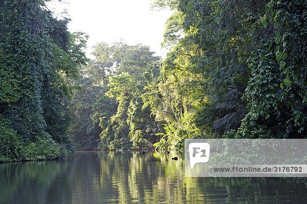 Fluss durch einen Regen Wald  Costa Rica.