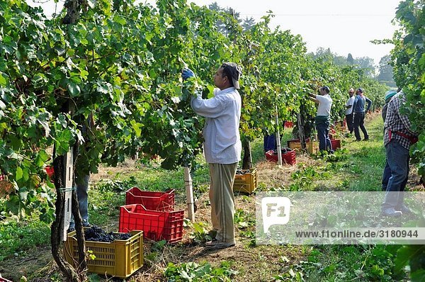 Italy Province of Brescia Lombardy. Franciacorta Vineyard.