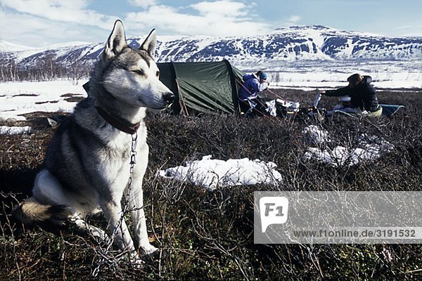 Ein Hund außerhalb ein Zelt im Norden von Schweden sitzen.