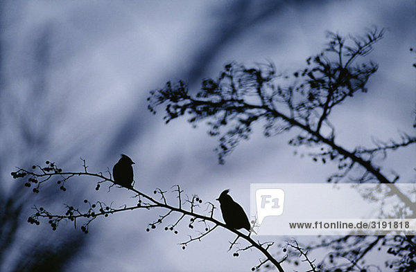 Silhouette Vögel thront auf Zweig